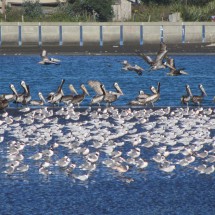 Birds of Puerta Saavedra